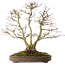 Acer palmatum, 44 cm, ± 20 años