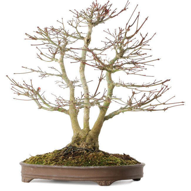 Acer palmatum, 44 cm, ± 20 years old