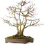 Acer palmatum, 44 cm, ± 20 años