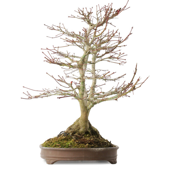 Acer palmatum, 44 cm, ± 20 años