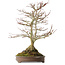 Acer palmatum, 44 cm, ± 20 Jahre alt