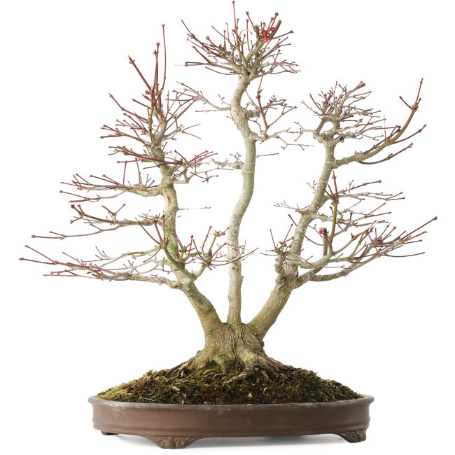 Acer palmatum, 44 cm, ± 20 anni