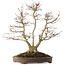 Acer palmatum, 44 cm, ± 20 años