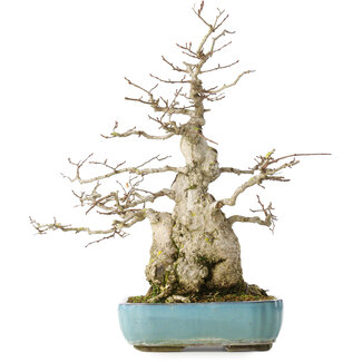 Carpinus coreana, 46 cm, ± 50 jaar oud