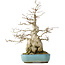 Carpinus coreana, 46 cm, ± 50 jaar oud