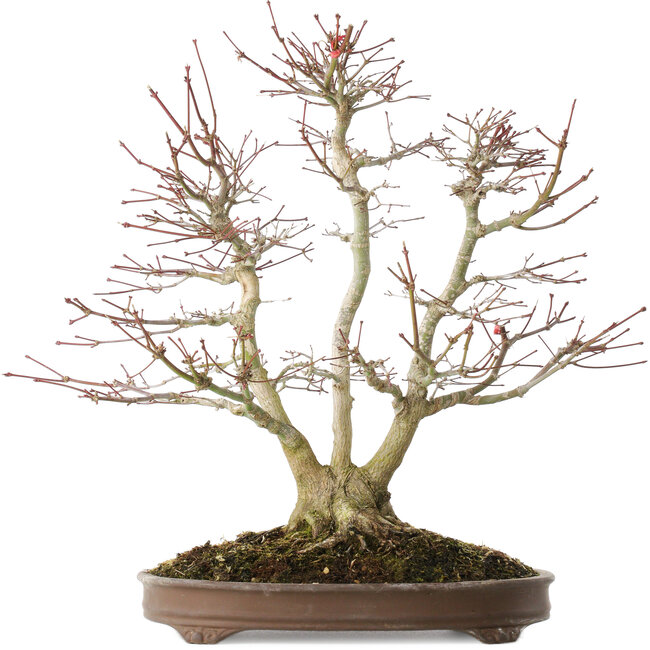 Acer palmatum, 44 cm, ± 20 años