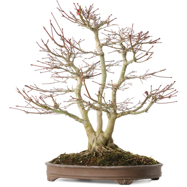 Acer palmatum, 44 cm, ± 20 years old