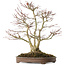 Acer palmatum, 44 cm, ± 20 años