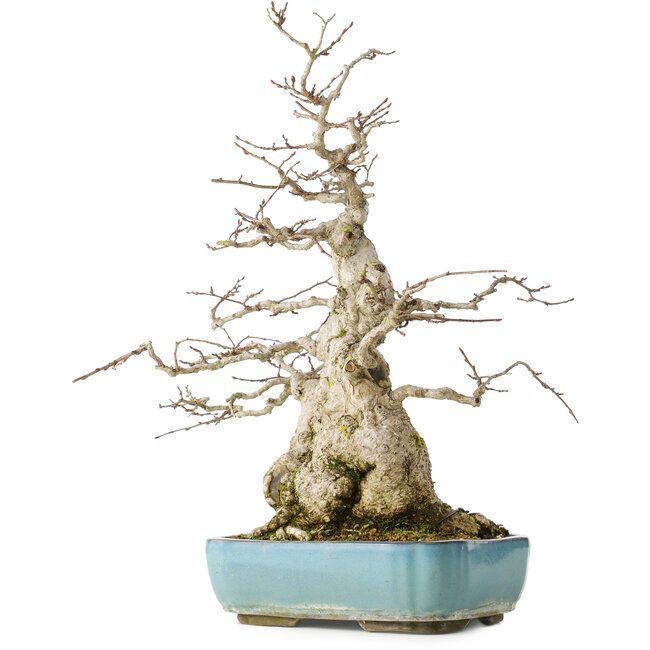 Carpinus coreana, 46 cm, ± 50 años