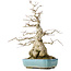 Carpinus coreana, 46 cm, ± 50 jaar oud