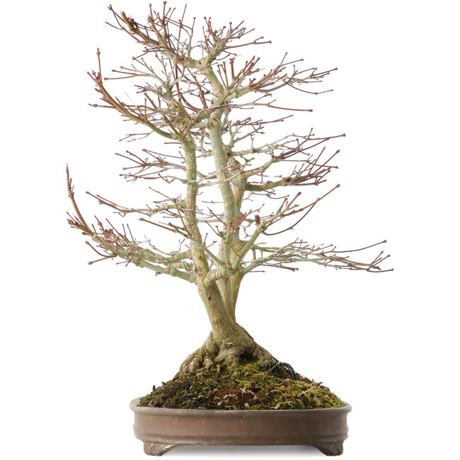 Acer palmatum, 44 cm, ± 20 años