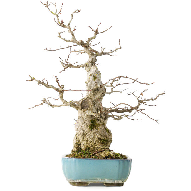 Carpinus coreana, 46 cm, ± 50 anni