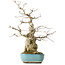Carpinus coreana, 46 cm, ± 50 jaar oud