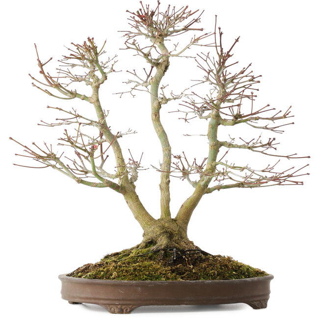 Acer palmatum, 44 cm, ± 20 jaar oud