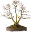 Acer palmatum, 44 cm, ± 20 años