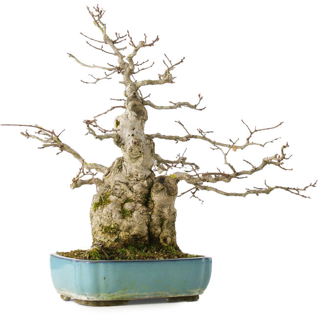 Carpinus coreana, 46 cm, ± 50 anni
