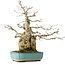 Carpinus coreana, 46 cm, ± 50 jaar oud