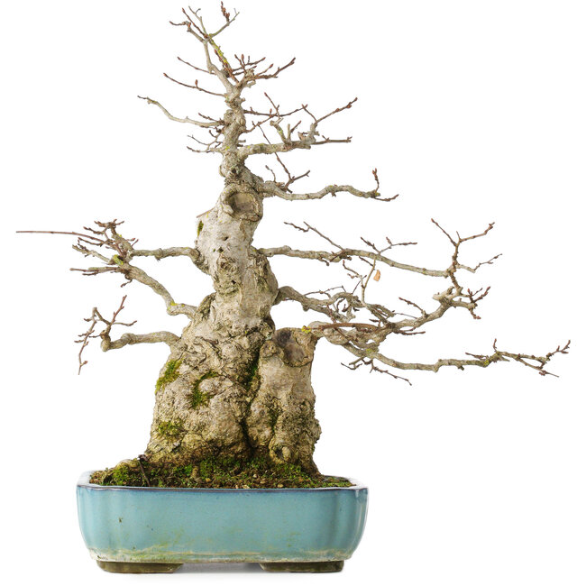 Carpinus coreana, 46 cm, ± 50 ans
