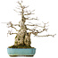 Carpinus coreana, 46 cm, ± 50 jaar oud