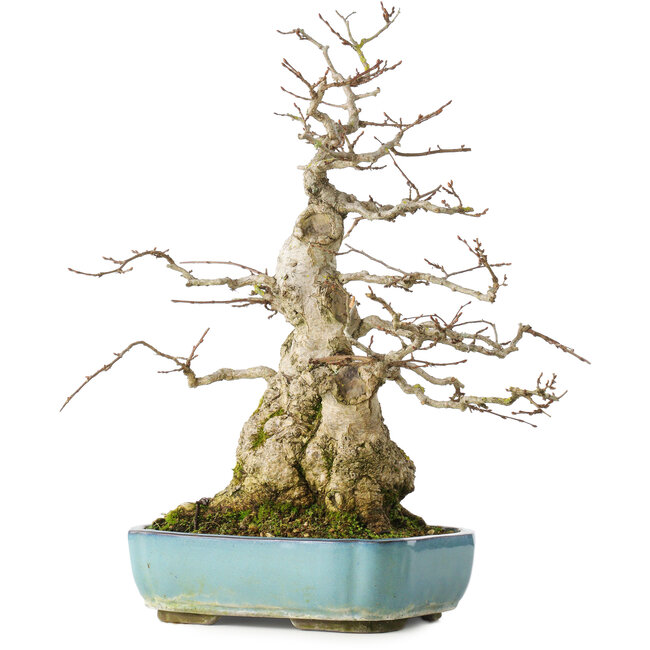 Carpinus coreana, 46 cm, ± 50 ans