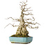 Carpinus coreana, 46 cm, ± 50 jaar oud
