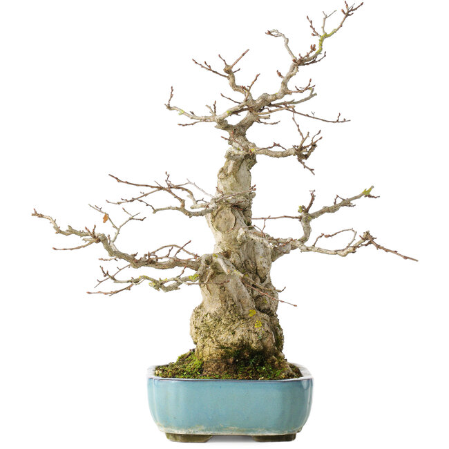 Carpinus coreana, 46 cm, ± 50 years old
