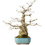 Carpinus coreana, 46 cm, ± 50 jaar oud