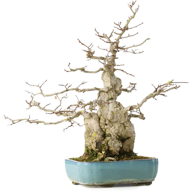 Carpinus coreana, 46 cm, ± 50 anni
