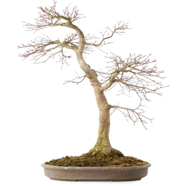 Acer palmatum, 50,5 cm, ± 25 jaar oud