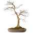 Acer palmatum, 50,5 cm, ± 25 jaar oud