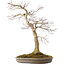 Acer palmatum, 50,5 cm, ± 25 jaar oud