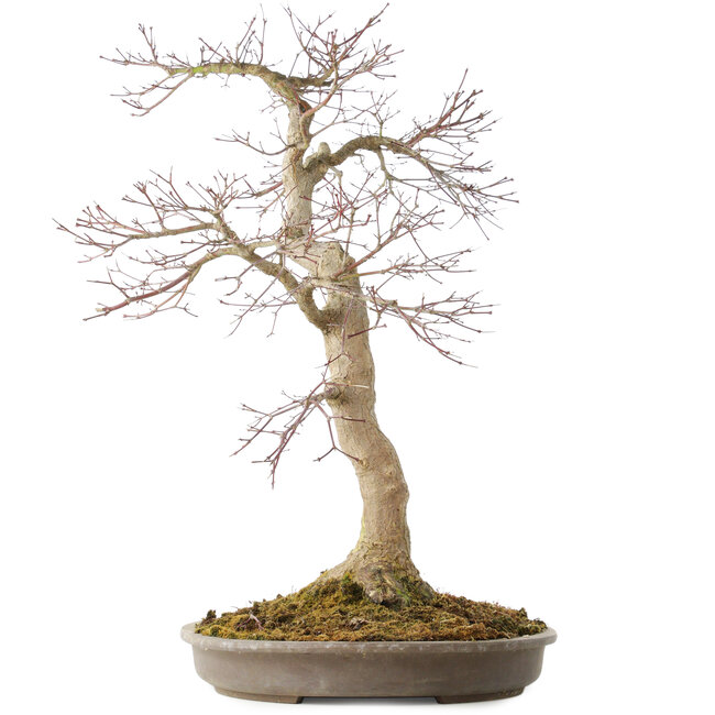Acer palmatum, 50,5 cm, ± 25 jaar oud