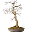 Acer palmatum, 50,5 cm, ± 25 jaar oud