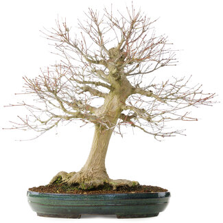 Acer palmatum, 65 cm, ± 25 jaar oud