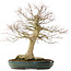 Acer palmatum, 65 cm, ± 25 años