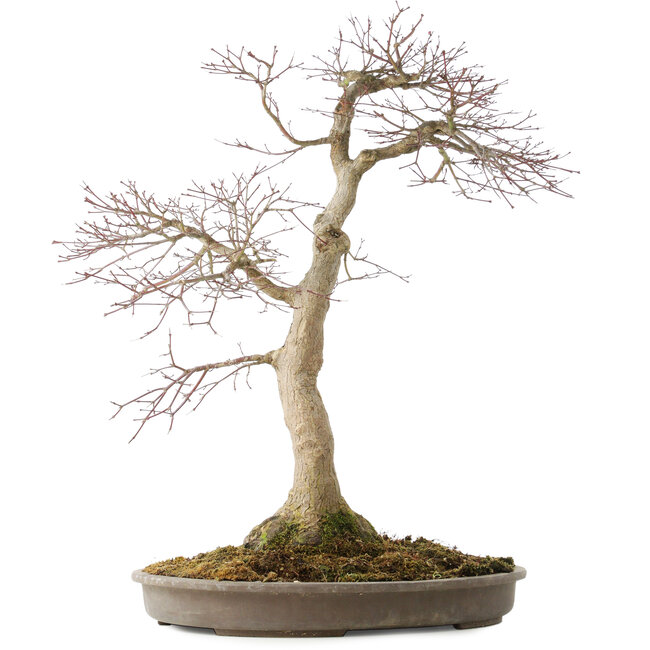 Acer palmatum, 50,5 cm, ± 25 anni