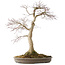 Acer palmatum, 50,5 cm, ± 25 jaar oud