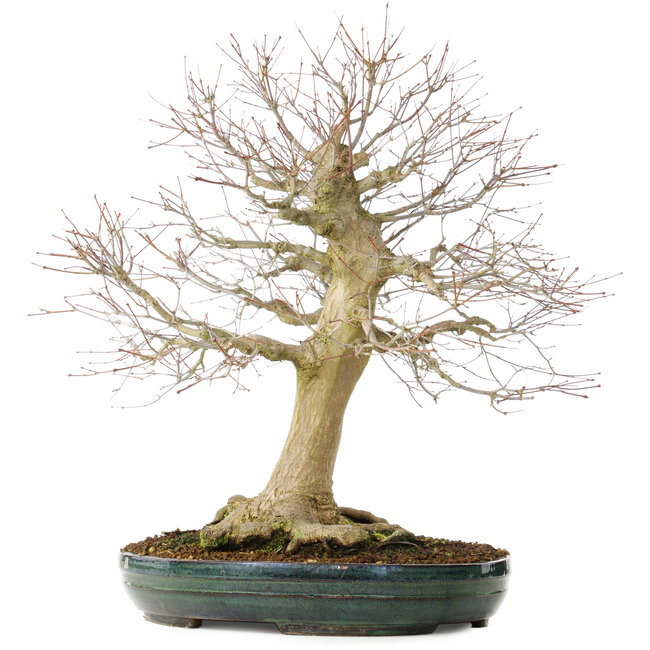 Acer palmatum, 65 cm, ± 25 Jahre alt