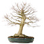 Acer palmatum, 65 cm, ± 25 ans