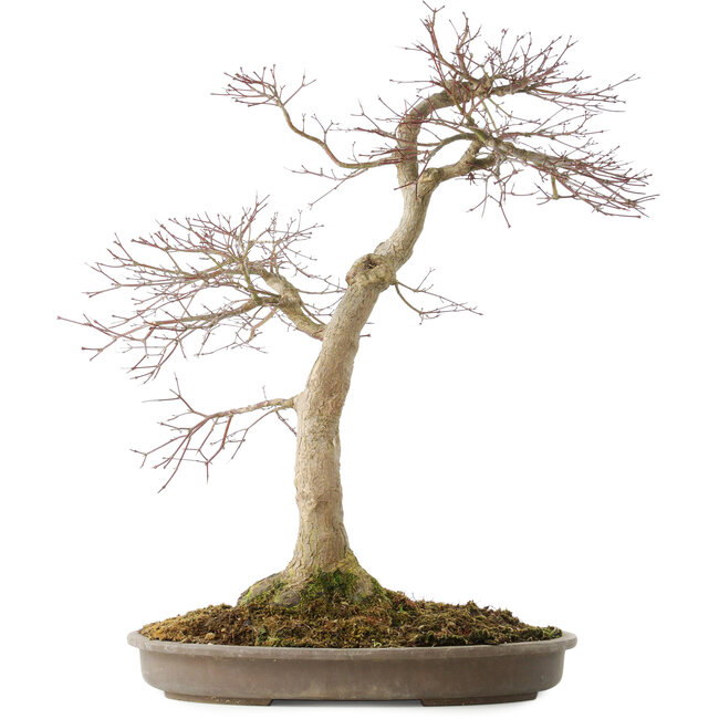 Acer palmatum, 50,5 cm, ± 25 anni