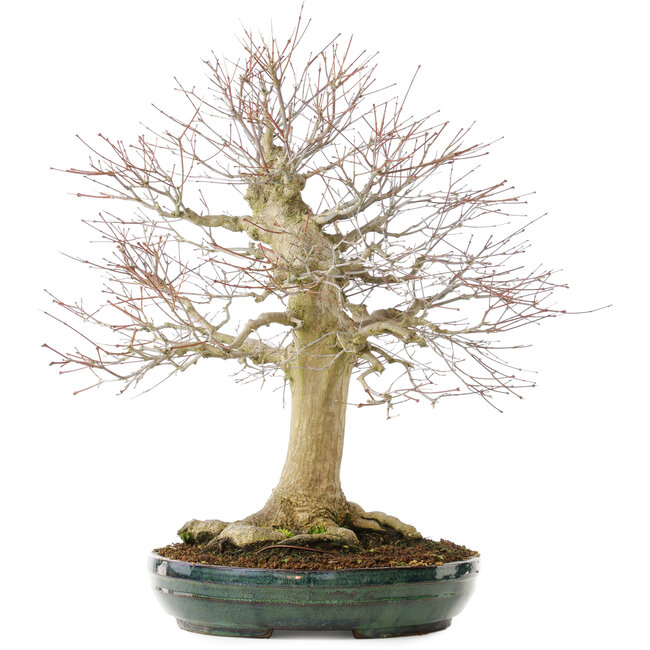 Acer palmatum, 65 cm, ± 25 años