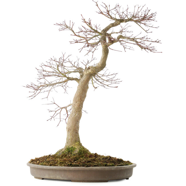 Acer palmatum, 50,5 cm, ± 25 years old