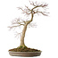 Acer palmatum, 50,5 cm, ± 25 jaar oud
