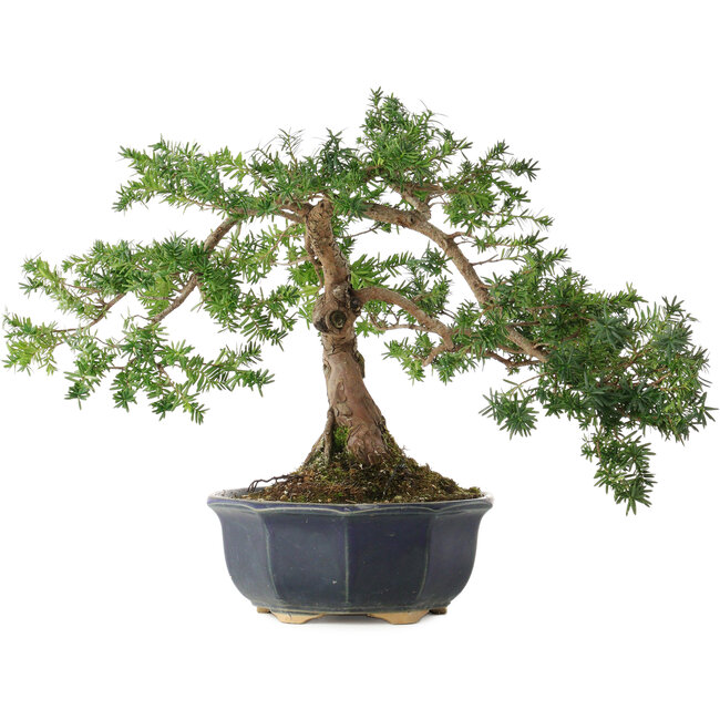 Taxus cuspidata, 32,5 cm, ± 15 jaar oud