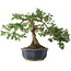 Taxus cuspidata, 32,5 cm, ± 15 jaar oud
