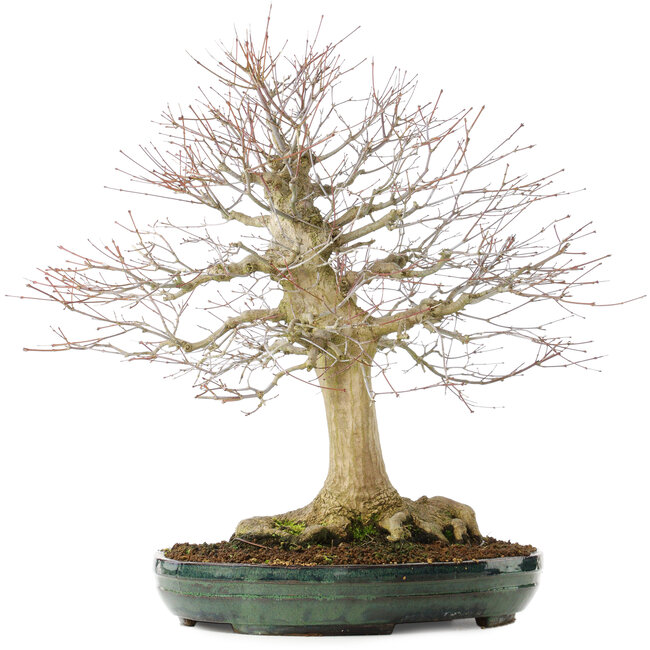 Acer palmatum, 65 cm, ± 25 years old