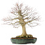 Acer palmatum, 65 cm, ± 25 años