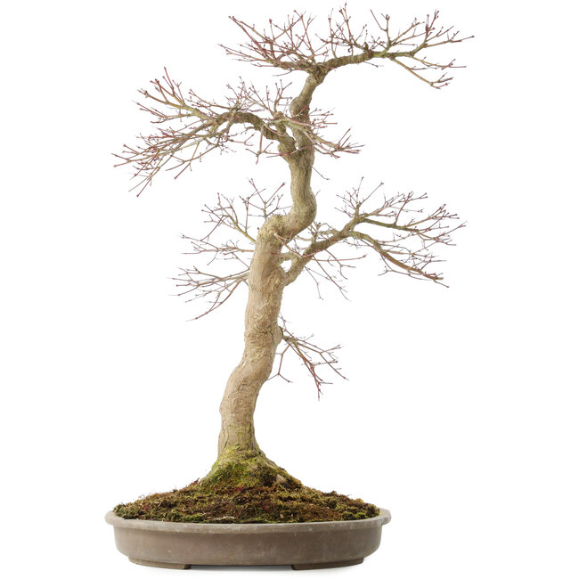 Acer palmatum, 50,5 cm, ± 25 años