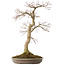 Acer palmatum, 50,5 cm, ± 25 jaar oud