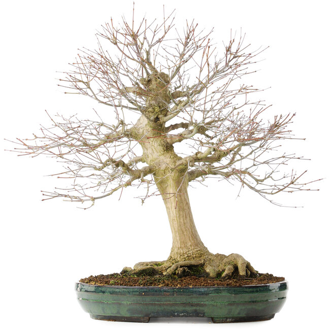 Acer palmatum, 65 cm, ± 25 años